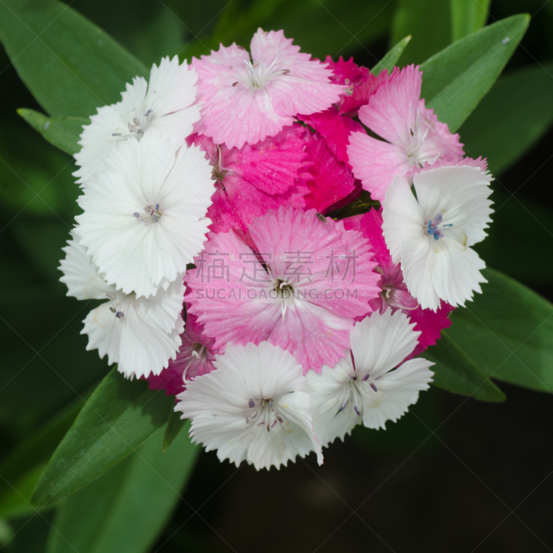 Dianthus chinensis (China Pink, Sweet William flower )