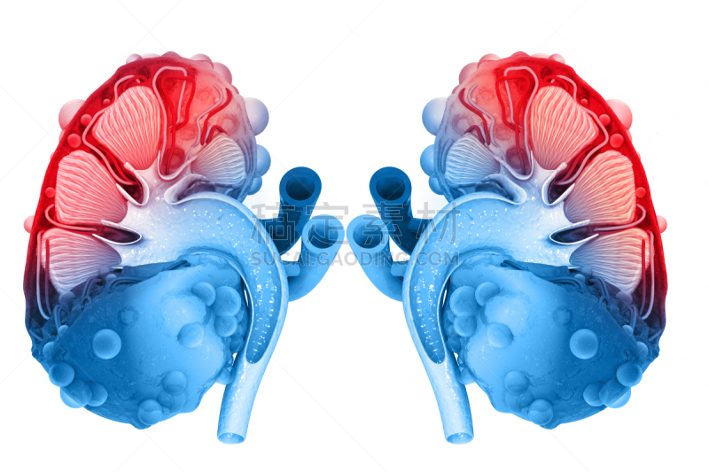 肾脏,横截面,肾病,泌尿系统,输尿管,尿液,人,三维图形