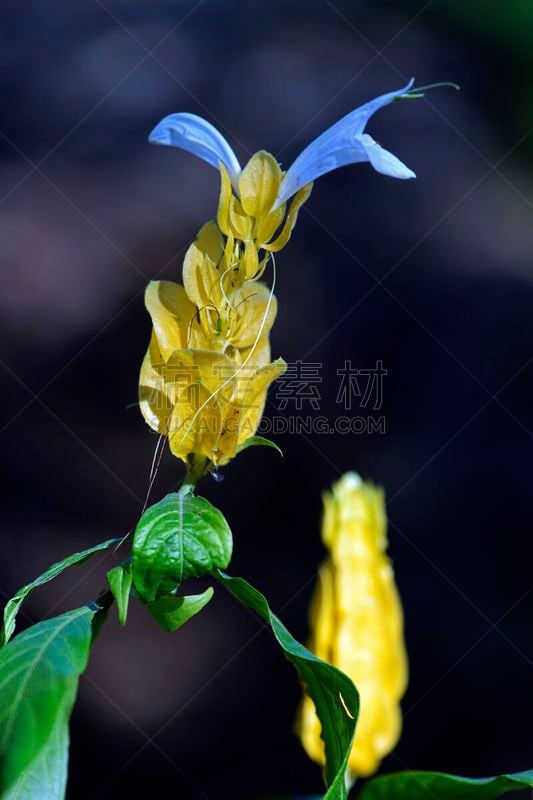 小虾花,金色,生态多样性,自然,垂直画幅,无人,纯净,生物学,特写,明亮