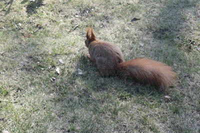 松鼠,派克大街,自然,美,野生动物,灰色,毛皮,水平画幅,可爱的,草坪