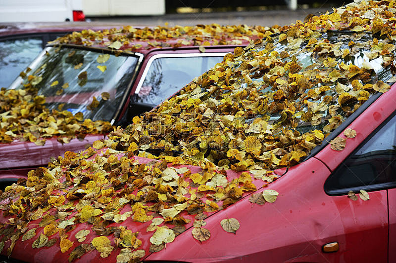 挡风玻璃,叶子,秋天,汽车,黄色,风帽,水平画幅,无人,户外,干的