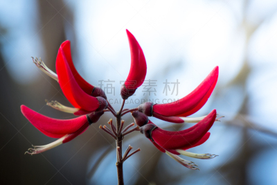 自然美,红色,黑色,留白,皱皮木瓜,浪漫,环境,尼泊尔,芳香疗法,苹果花