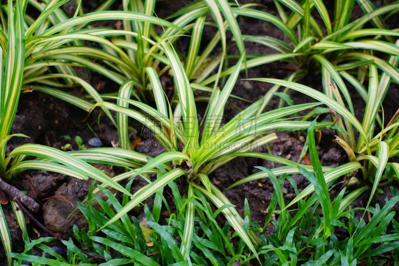 spider plant,安哥拉,常绿植物,常春藤,多年生植物,蜘蛛,草,室内植物,锅,白色