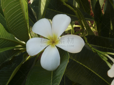赤素馨花,仅一朵花,白色,自然,芳香的,水平画幅,挽芭茵,无人,脆弱,红色