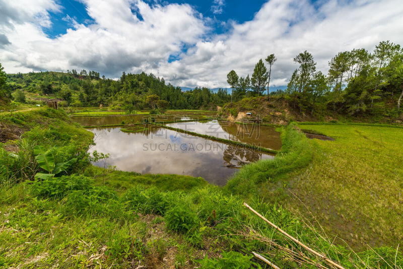 苏拉威西,田地,稻,托拉亚地区,野生米,塔纳托拉雅,南苏拉威西省,特拉加,水稻梯田,水