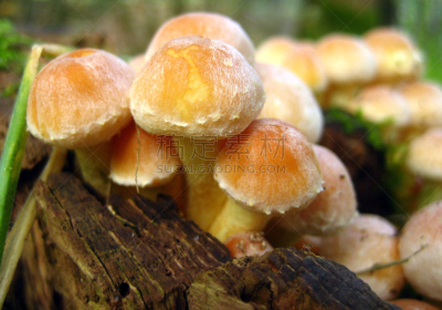 秋天,穗,硫磺,水平画幅,无人,有毒生物体,蘑菇,沿丝伞菇,少量物体,树林