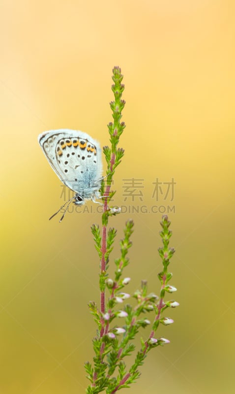 银饰兰蝶,石南花,灰蝶科,垂直画幅,留白,蝴蝶,无人,户外,图像,特写