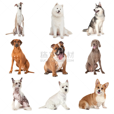 狗,鹭管鱼,中国冠毛犬,德国魏犬,小灵狗,西高地白猎犬,萨摩耶犬,英格兰斗牛犬,罗德西亚脊背犬,多帧影像