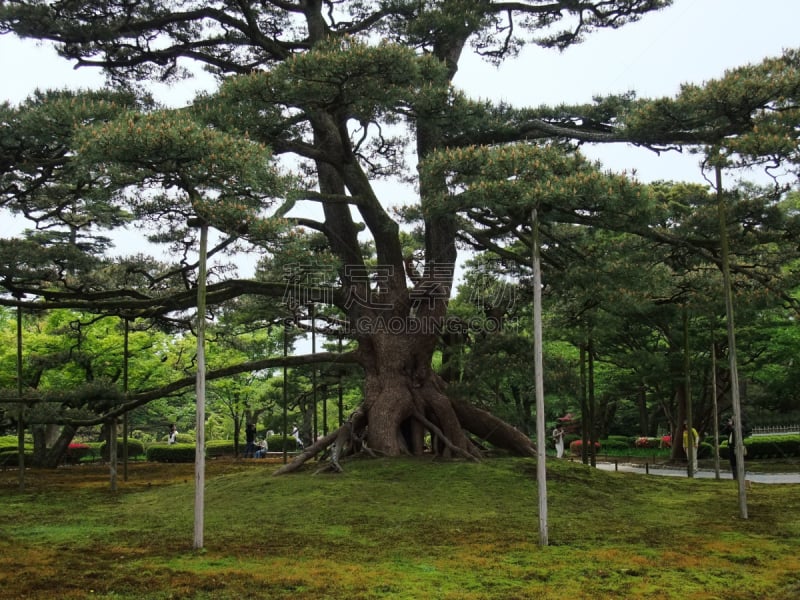 星和园,巨大的,黑松,金泽,石川县,年轮,高个子,厚的,枝繁叶茂,著名景点