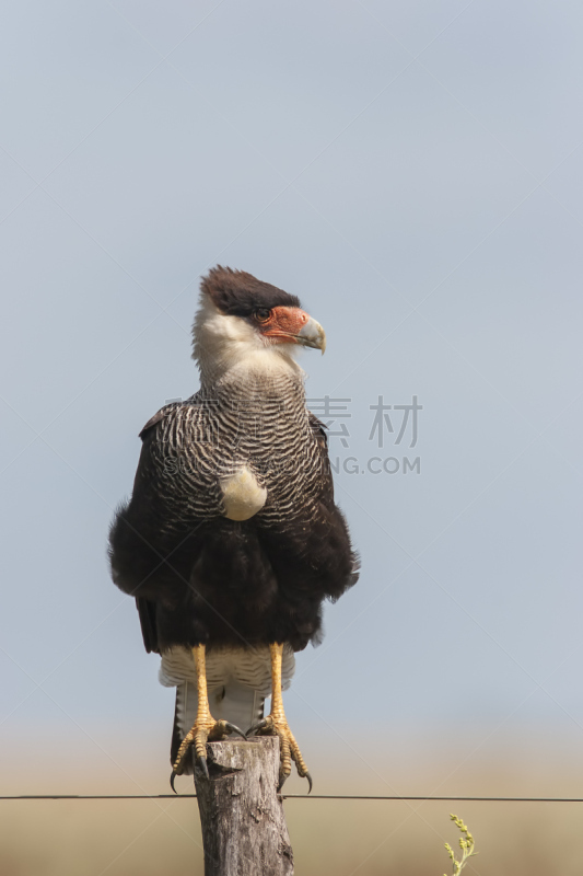 卡拉鹰,自然,垂直画幅,野生动物,阿根廷,科连特斯省,鸟类,翎毛,肖像,有冠长腿兀鹰