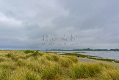 暴风雨,西维瑞恩,苇地,西苏塞克斯,打火石,密执安,水湾,沼泽,芦苇,水生植物