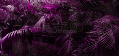 式样,紫色,暗色,棕榈叶,美,艺术,水平画幅,枝繁叶茂,夏天,特写