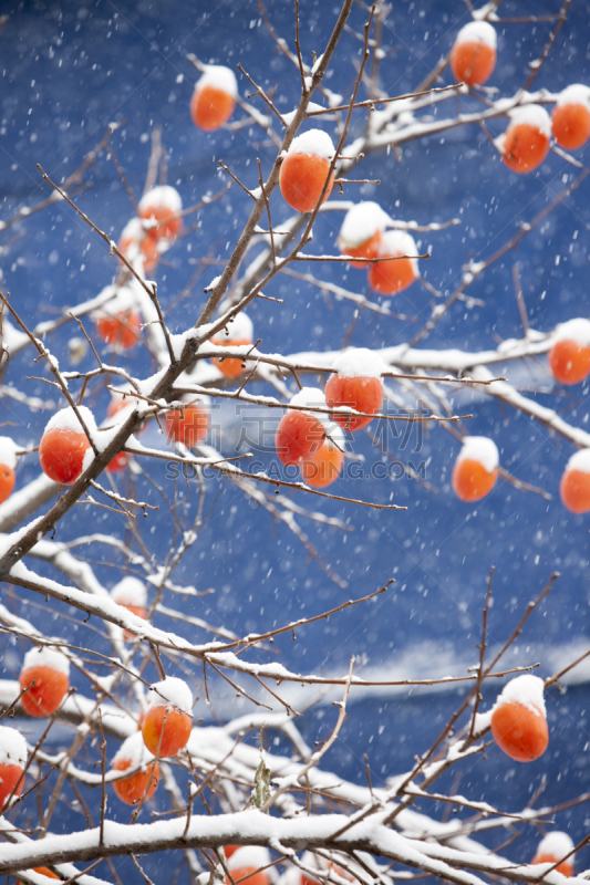 雪,柿子树,自然,垂直画幅,地形,水果,无人,户外,蓝色背景,彩色背景