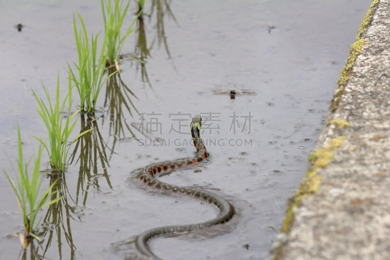 龙骨海滩,红边束带蛇,猪鼻蛇,蛇,自然,野生动物,水平画幅,生物,无人,有毒生物体