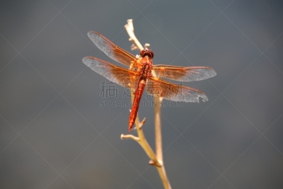 撇水蜻蜓,五只动物,火焰,红色,水,蜻蜓,水平画幅,橙色,动物身体部位,翅膀