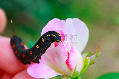 Black caterpillar with red spots in Japan