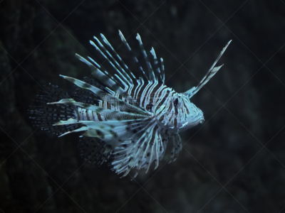 蓑鲉,鱼类,蓝色,海洋,深的,侧面视角,特写,看风景,伦贝海峡,鲉
