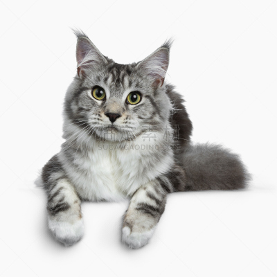 银色,可爱的,白色背景,黑色,缅因库恩猫,斑纹猫,透镜,青年人,分离着色,躺
