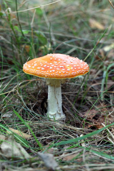 有毒生物体,蘑菇,垂直画幅,无人,夏天,户外,斑驳的,特写,毒蘑菇,白色