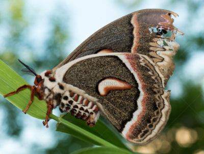 giant silk moth,草,肖像,丝绸蛾,明尼苏达,蛾,自然,美,水平画幅,绿色