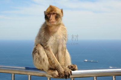 直布罗陀,猿,地中海猕猴,天空,水平画幅,工业船,海港,猴子,货运,英格兰