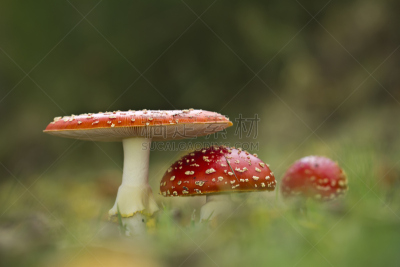 有毒生物体,蘑菇,田地,三个物体,一个物体,自然,草地,水平画幅,秋天,无人