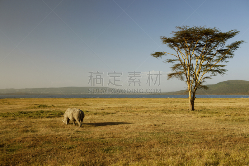 犀牛,黑犀牛,侧面,黄灯,水平画幅,无人,食草动物,野外动物,户外,哺乳纲