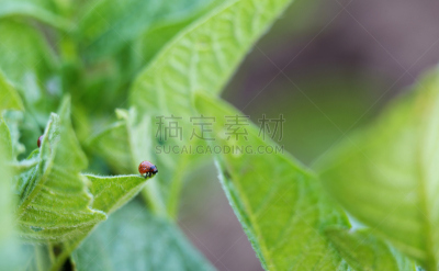 农作物,害虫,马铃薯,幼虫,科罗拉多州,甲虫,水平画幅,杀虫剂,夏天,拆毁的