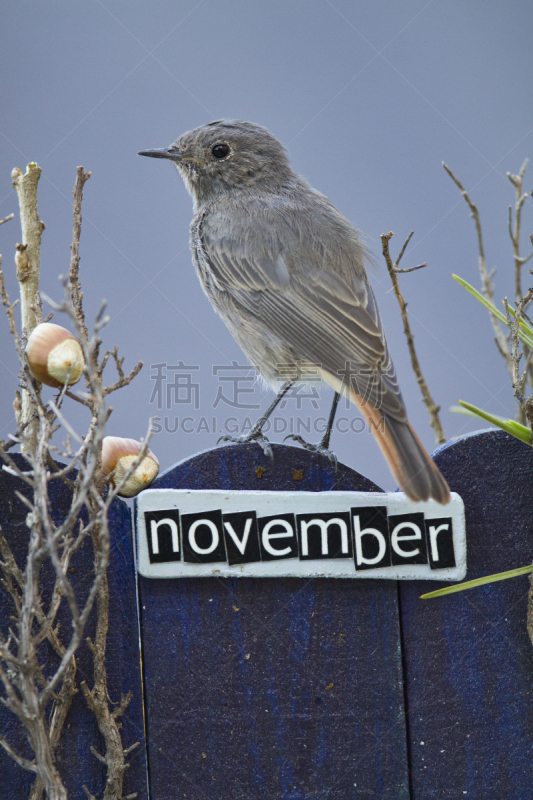 鸟类,篱笆,十一月,华丽的,红尾鸲属,红尾鸲,垂直画幅,美,公园,新的