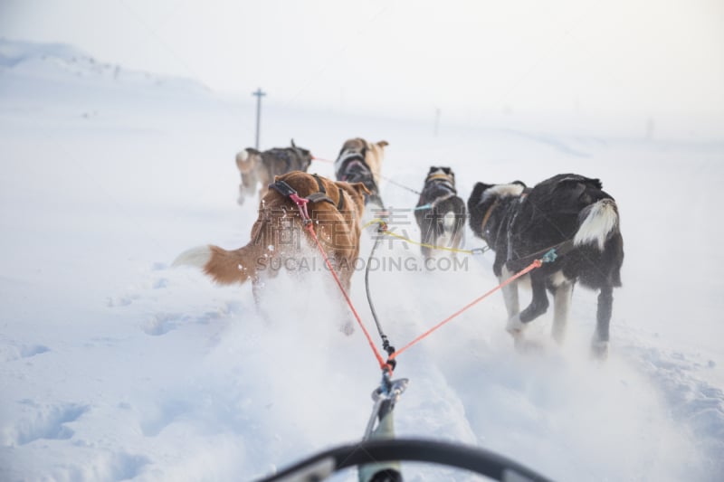 狗,雪橇,乐趣,北,冬天,雾,早晨,照片,坐,拉