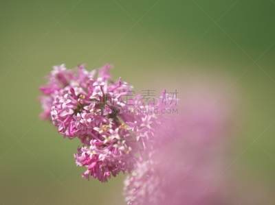 柔和,丁香花,自然美,地形,户外,夏天,色彩鲜艳,多色的,白色,芳香的