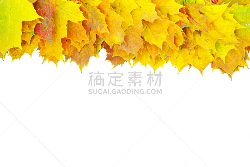秋天,枫树,叶子,自然,美,褐色,式样,水平画幅,无人,抽象