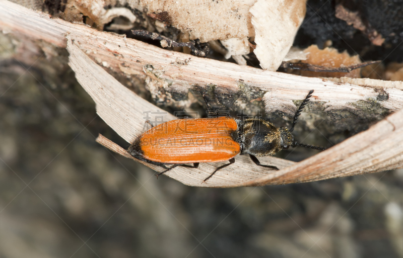 click beetle,木制,栗子,自然,正面视角,无脊椎动物,野生动物,水平画幅,橙色,小的