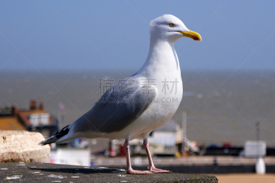 特写,海鸥,布罗德斯泰斯,赛尼特岛,福克斯通,whitstable,黑脊鸥,多佛,肯特,水平画幅