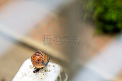 鸟类,羊羔,街道,野生动物,动物家庭,动物,动物习性,小鸟,动物的居所,动物的巢
