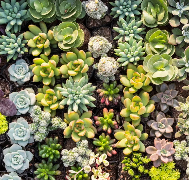 小的 多肉植物 石蟹 石莲花 长生花 景天属植物 景天科拟石莲花属植物 肉质植物 水平画幅 无人图片素材下载 稿定素材