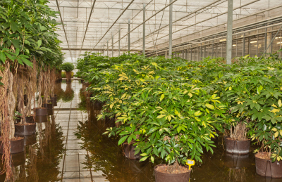 植物苗圃,植物群,皇后伞树,五加科,固定的,气候,水平画幅,枝繁叶茂,无人,室内植物