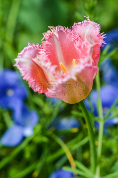 郁金香,仅一朵花,自然美,瞿麦,有花边的郁金香,鹦鹉郁金香,花冠,垂直画幅,选择对焦,美