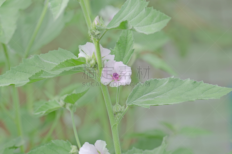 草芙蓉,夏天,蜀葵,干的,背神经根,蜀葵科,消遣性药物,白色,花头