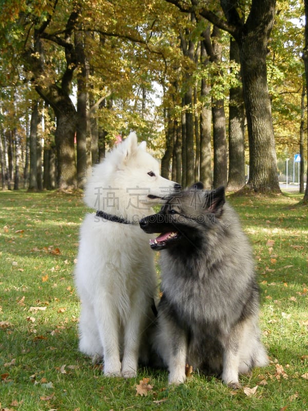 凯斯犬,萨摩耶犬,派克大街,垂直画幅,公园,斯皮茨狗,雪,两只动物,户外,友谊