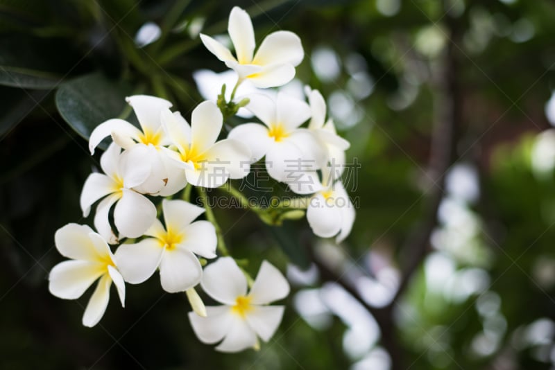 赤素馨花,马斯克林群岛,水平画幅,无人,户外,开花时间间隔,明亮,白色,植物,植物学