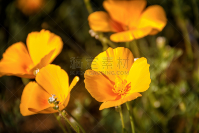黄色,水平画幅,雄蕊,无人,户外,野生植物,草,野花,植物茎,热