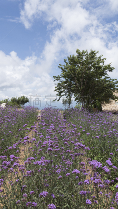 田地,巴西马鞭草属植物,垂直画幅,天空,公园,无人,夏天,户外,云景,泰国