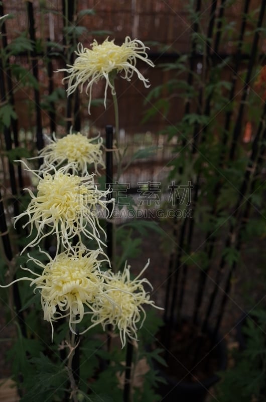 白色,黄色,菊花,伊势米氏,传统,清新,仅一朵花,枝繁叶茂,自然美,植物