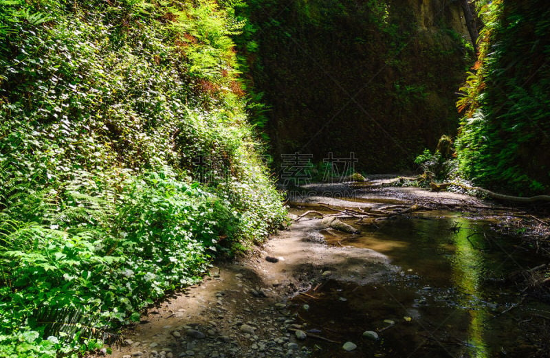 德劳特卡斯特州立公园,国际生物圈保护区,洪堡企鹅,原生林,红杉,北加利福尼亚州,自然,美国,水平画幅,无人