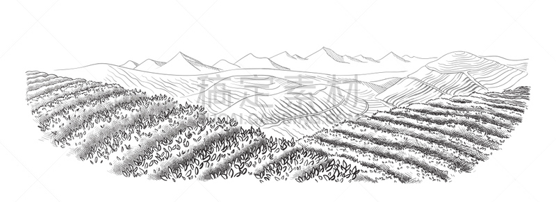 地形,茶树,墨水和刷子,大吉岭,葡萄收获,钢笔画,速写本,农作物,山,丘陵