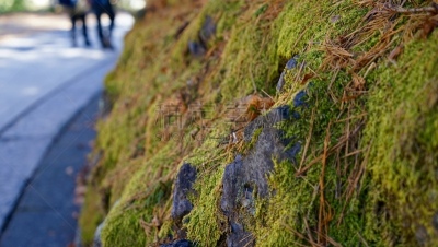 岩石,苔藓,草津,群马县,苔藓植物,温泉,当地著名景点,自然,里山,非都市风光