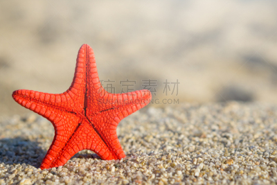 沙子,红海星,海滩,钉住,前景聚焦,热带气候,海星,贝壳,波浪,夏天