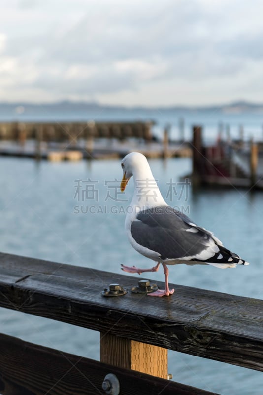 海鸥,加利福尼亚海鸥,湾区,自然,商用码头,垂直画幅,图像,加利福尼亚,海洋,野外动物