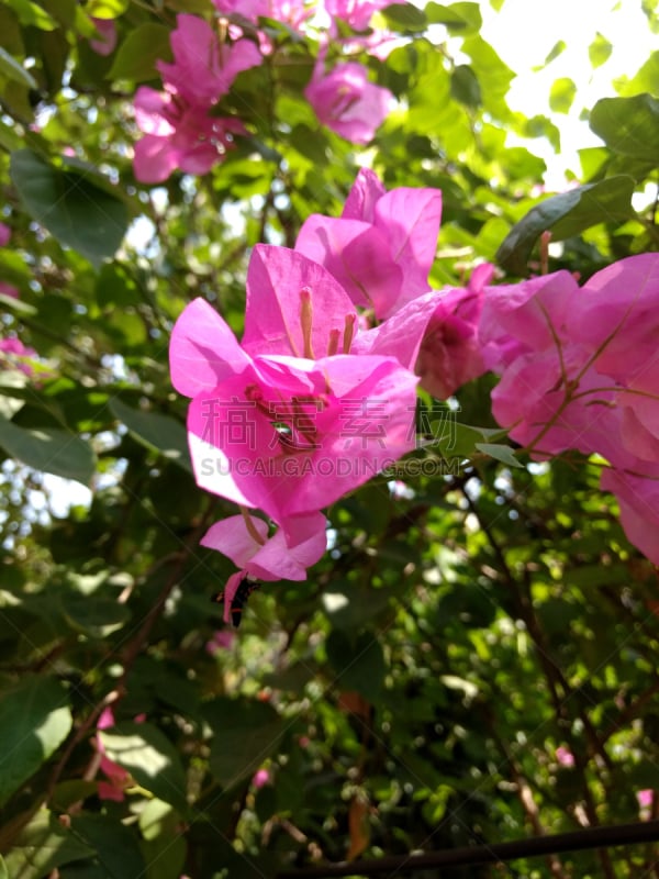 自然,垂直画幅,绿色,无人,粉色,叶子,印度,花,摄影